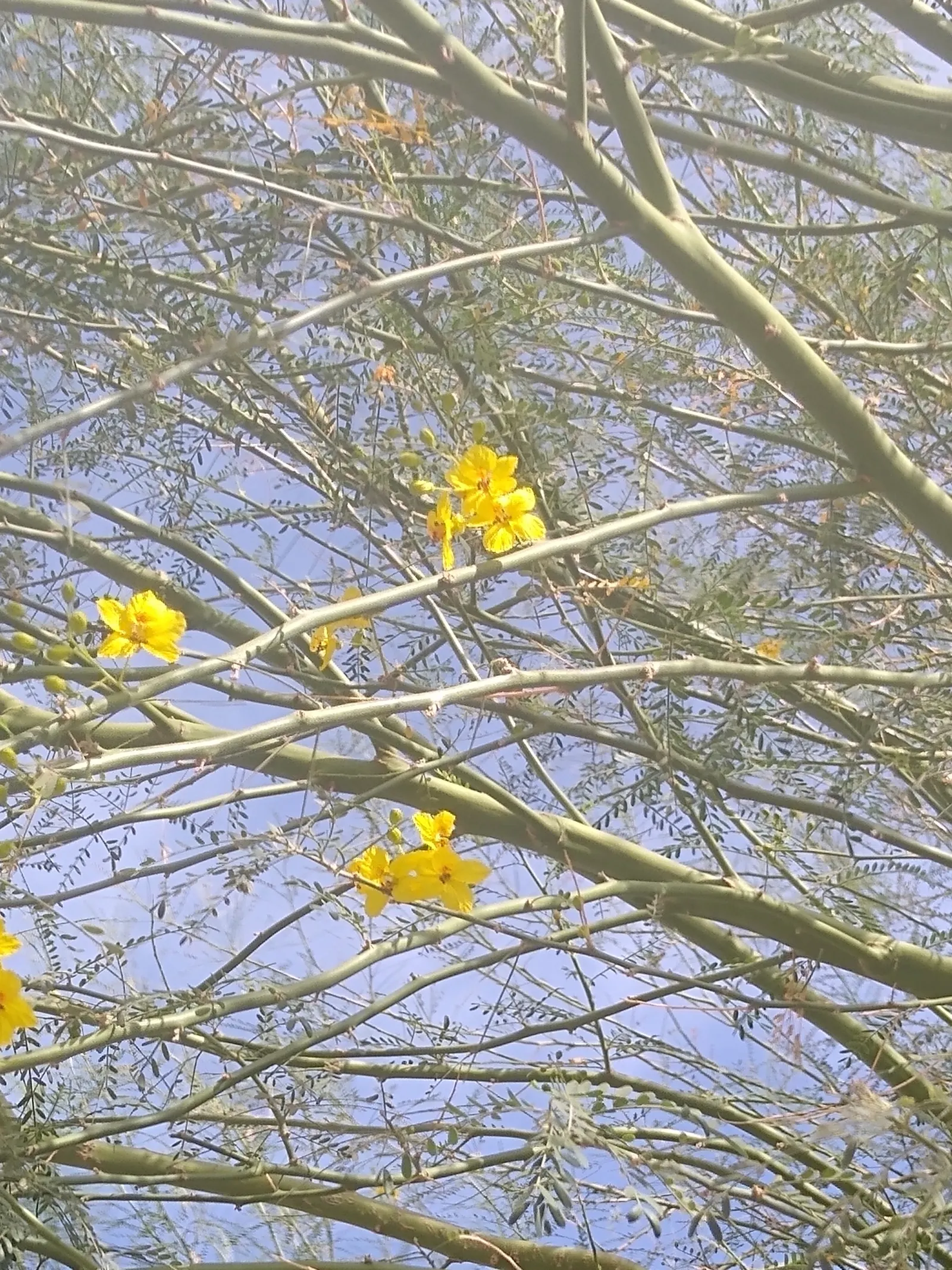 Mexican Palo Verde (Parkinsonia Aculeata) — and is renowned for its unique green bark and fine; airy foliage.<br><br>Reaching heights of 15 to 30 feet with a
