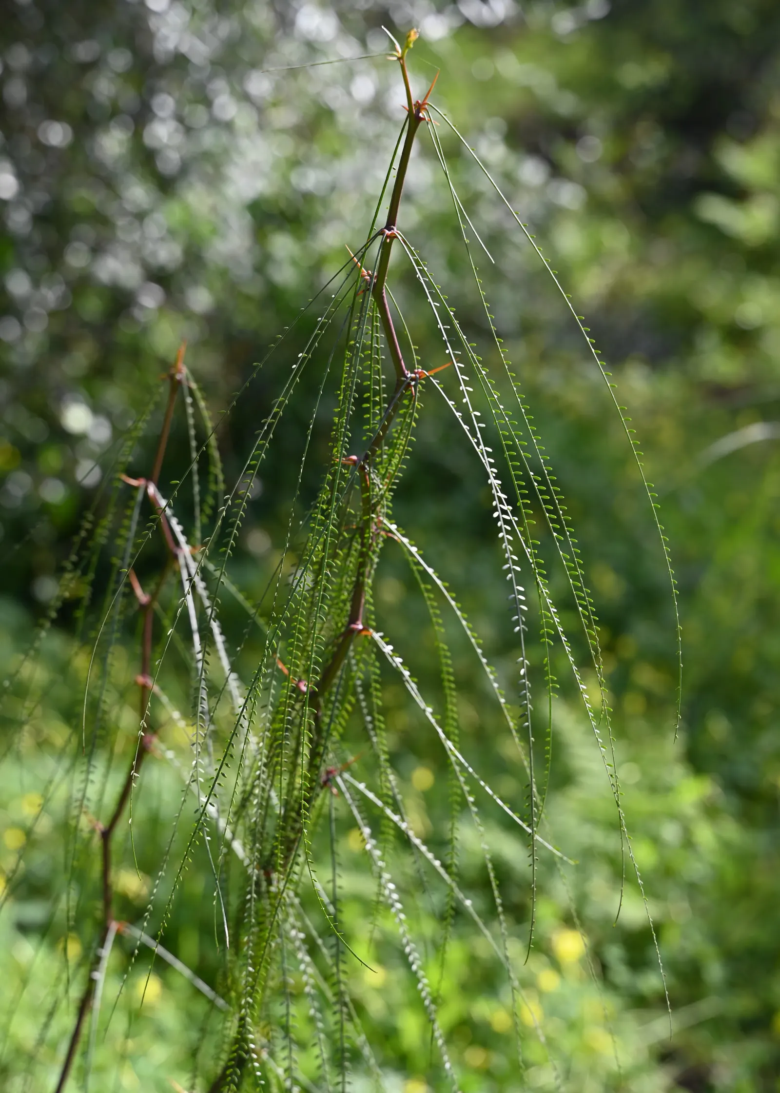 Mexican Palo Verde (Parkinsonia Aculeata) — Quick-growing, it thrives in zones 9 to 11, preferring full sun and well-draining soil