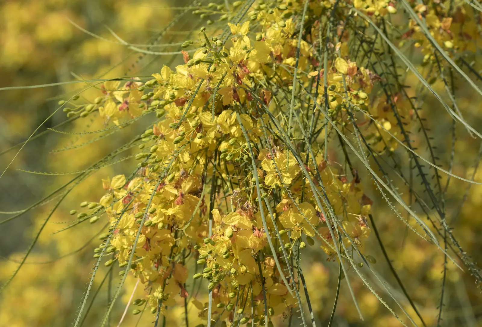 Mexican Palo Verde (Parkinsonia Aculeata) — is a notable choice for any water-wise garden seeking an infusion of delicate beauty and resilience; its adaptive