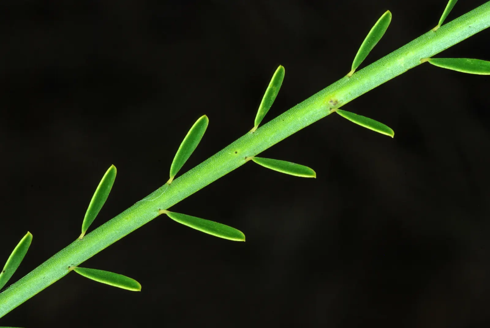 Mexican Palo Verde (Parkinsonia Aculeata) — provided there is sufficient space to accommodate its mature size