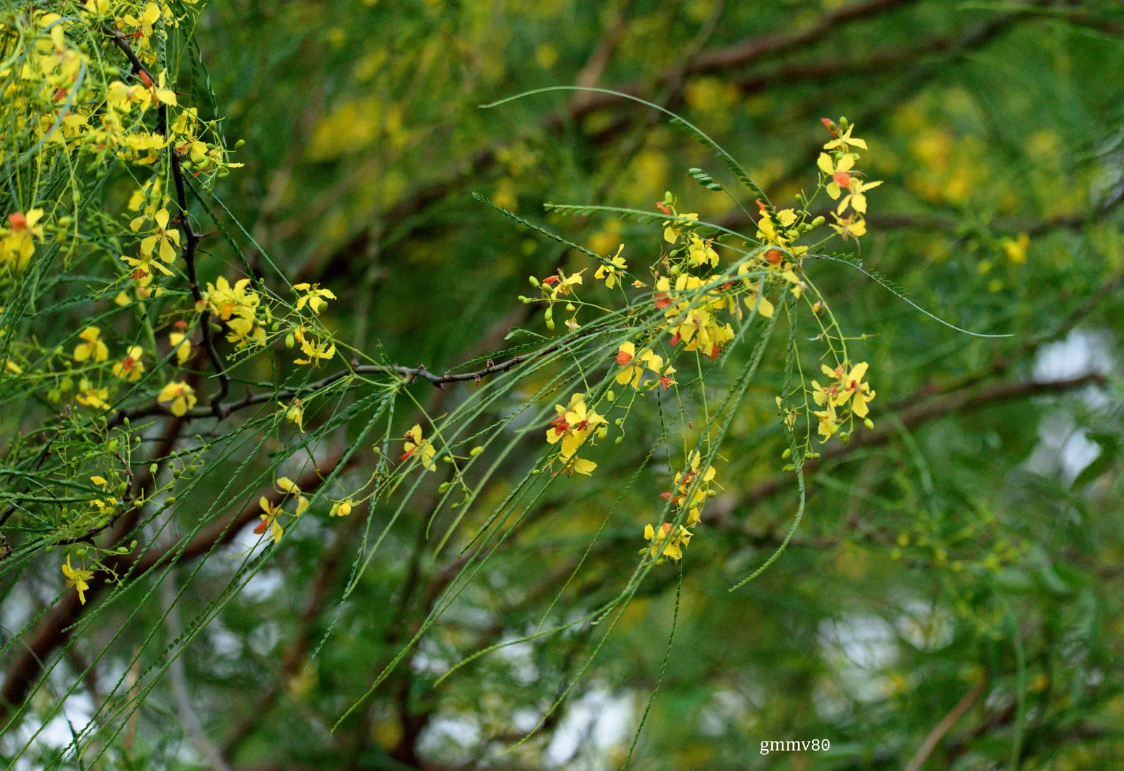 Mexican Palo Verde (Parkinsonia Aculeata) — the Palo Verde asserts an open; tree with yellow blooms, image 61