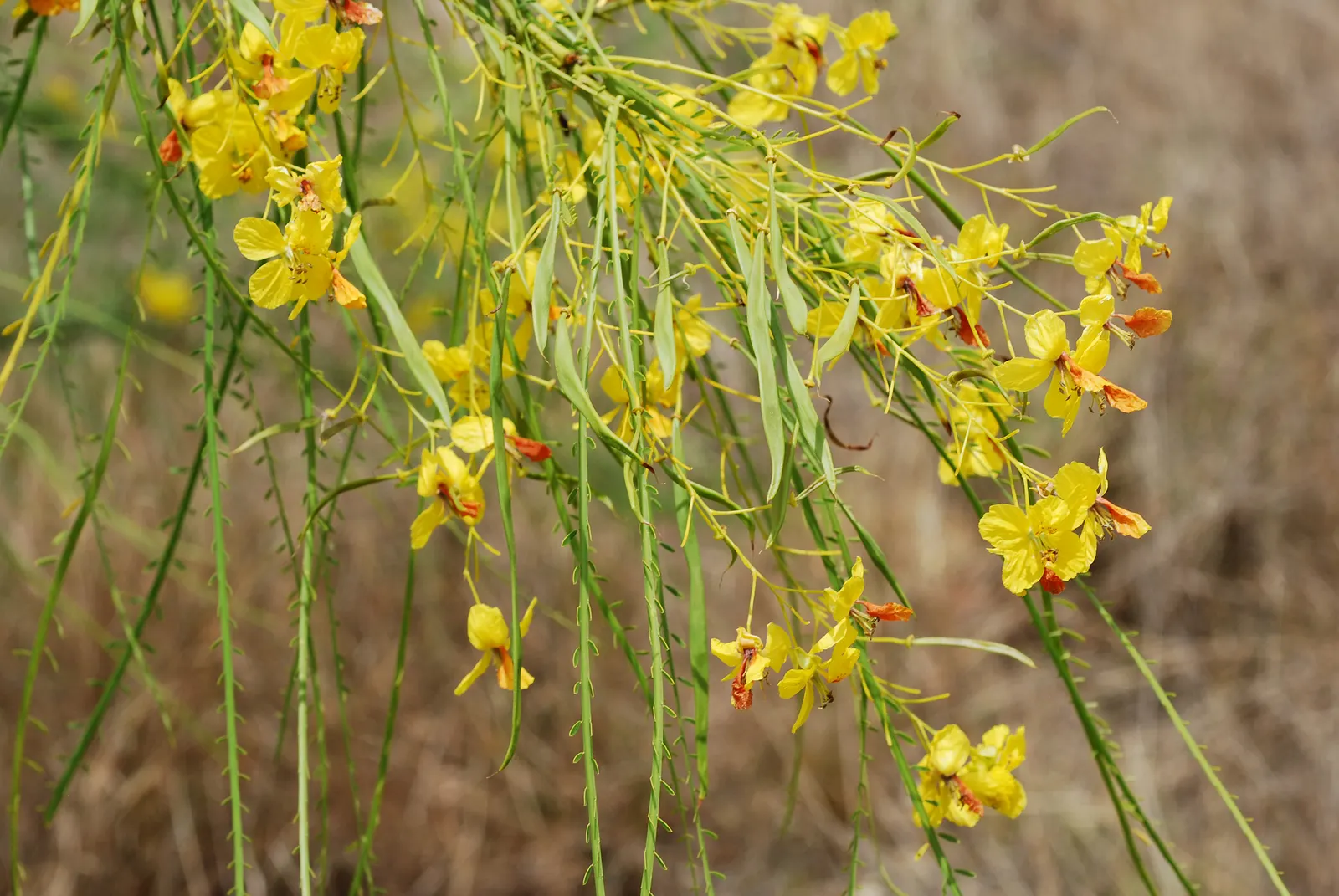 Mexican Palo Verde (Parkinsonia Aculeata) — yellow flowers in the garden