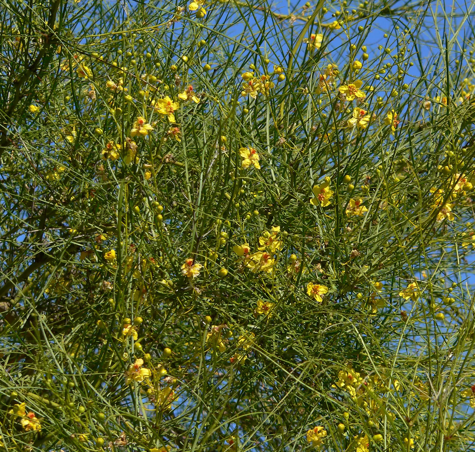 Mexican Palo Verde (Parkinsonia Aculeata) — This deciduous tree originates from the deserts of the southwestern United States and Mexico; quick-growing, it