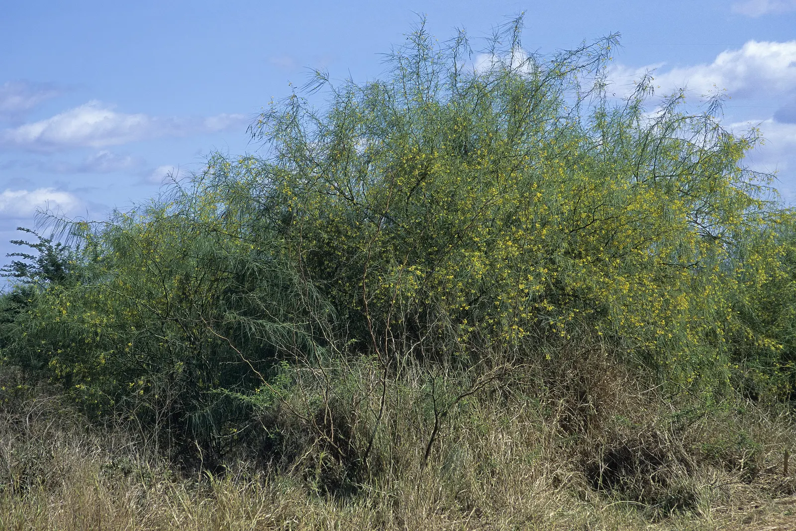 Mexican Palo Verde (Parkinsonia Aculeata) — This deciduous tree originates from the deserts of the southwestern United States and Mexico, image 83