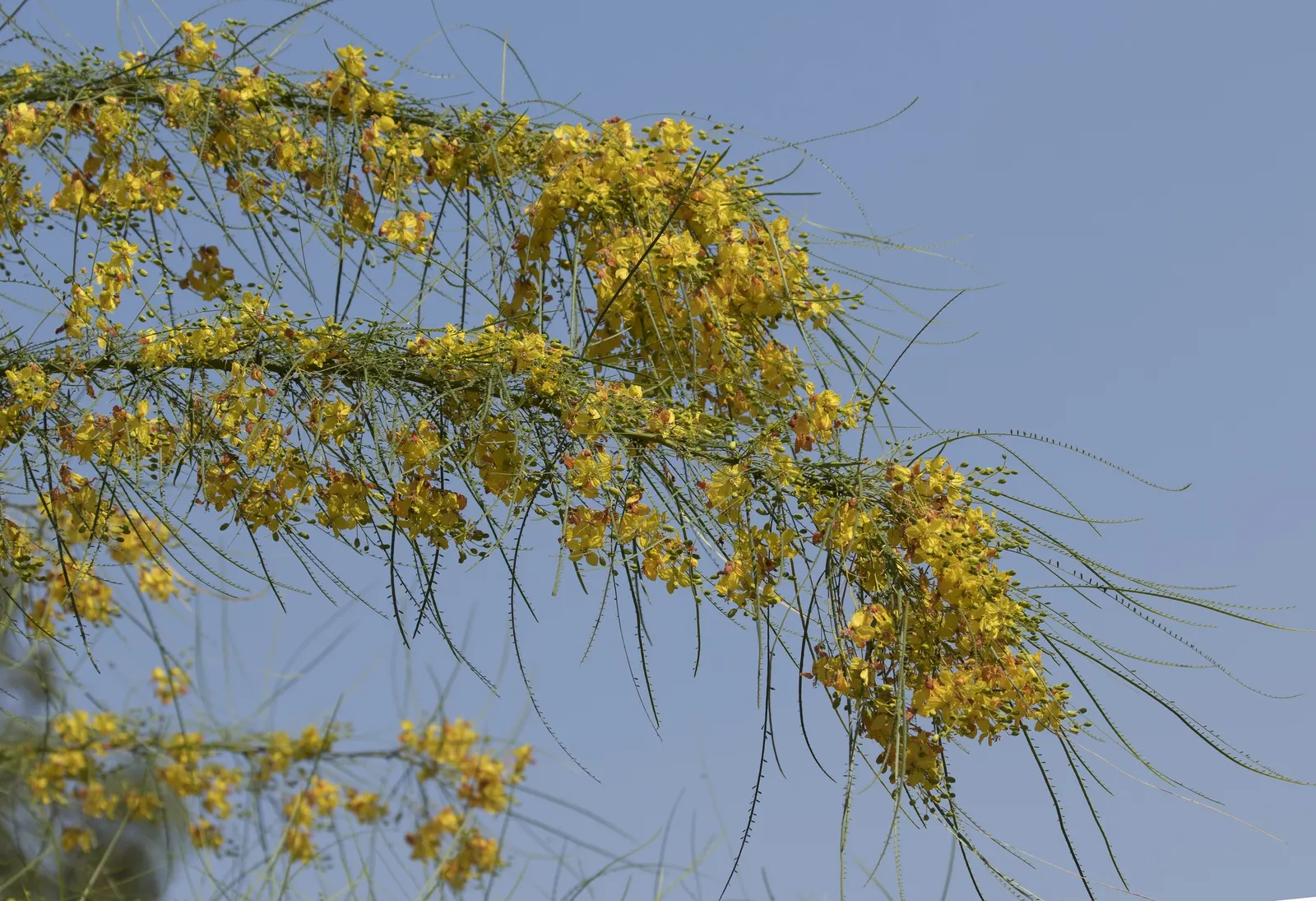 Mexican Palo Verde (Parkinsonia Aculeata) — seed-filled pods.<br><br>Thriving in USDA hardiness zones 8 to 11; and is renowned for its unique green, image 91