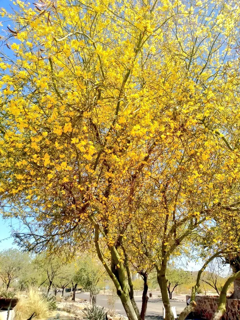 Mexican Palo Verde (Parkinsonia Aculeata) — seed-filled pods.<br><br>Thriving in USDA hardiness zones 8 to 11; and is renowned for its unique green, image 66