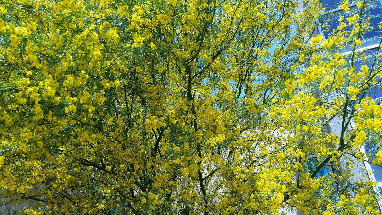 Mexican Palo Verde (Parkinsonia Aculeata) — Throughout summer months, P