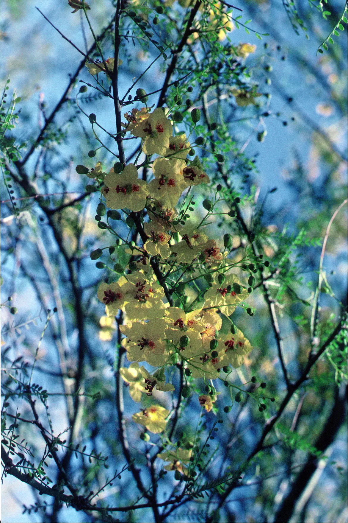 Mexican Palo Verde (Parkinsonia Aculeata) — spreading crown of feathery leaves - each leaf extending up to 12 inches in length; a visually striking and
