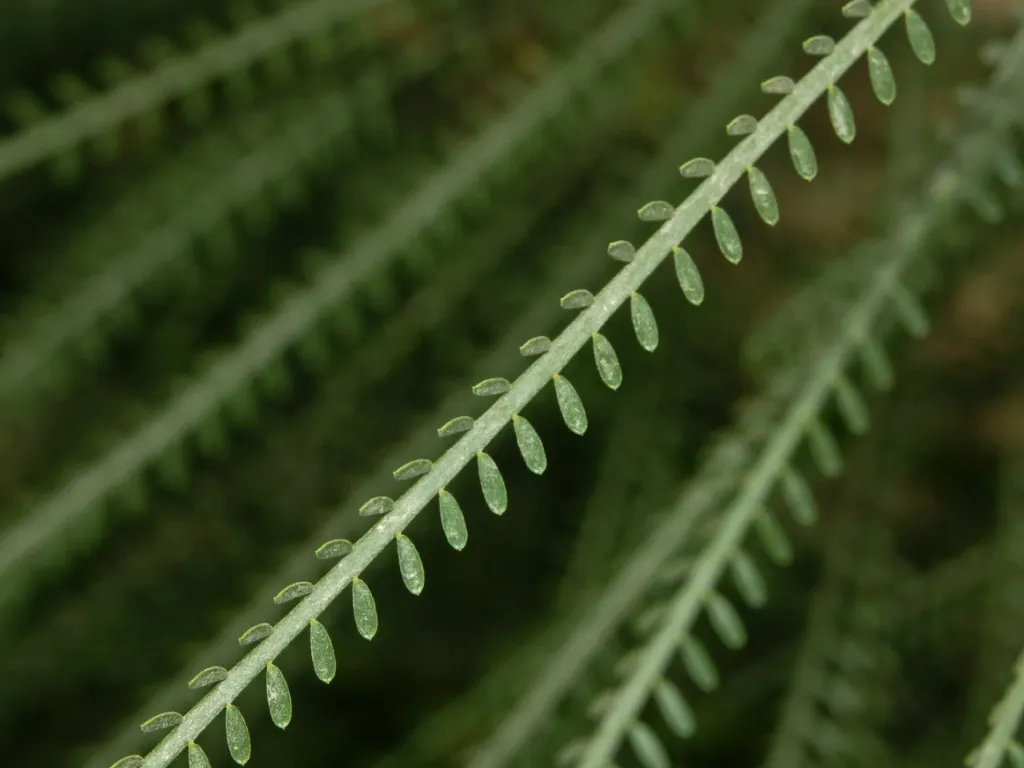 Mexican Palo Verde (Parkinsonia Aculeata) — spreading crown of feathery leaves - each leaf extending up to 12 inches in length; a visually striking, image 87