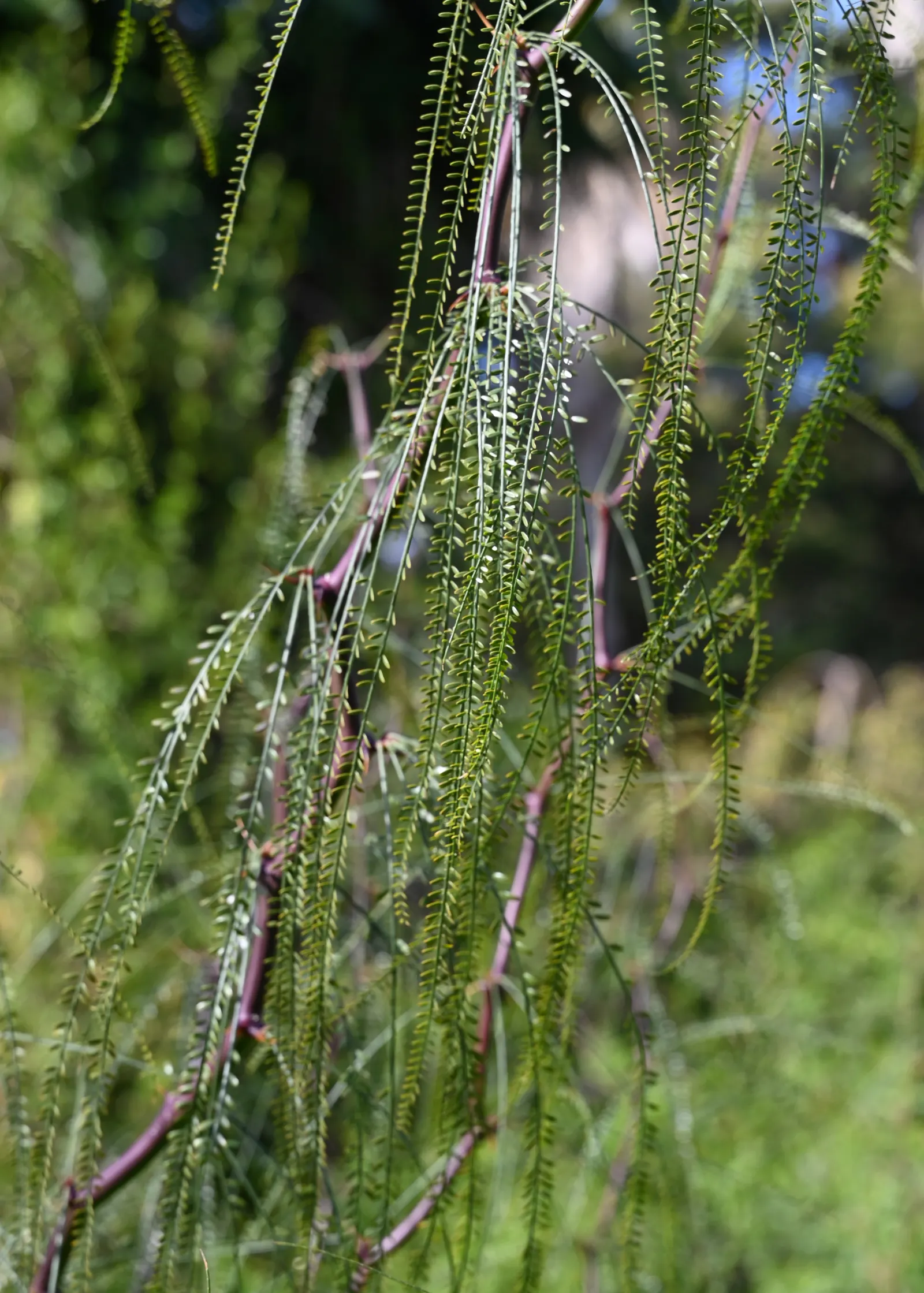 Mexican Palo Verde (Parkinsonia Aculeata) — Once established, the tree exhibits impressive drought tolerance; yellow flowers in the garden