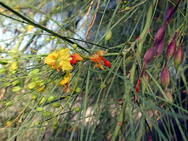 Mexican Palo Verde (Parkinsonia Aculeata) — This deciduous tree originates from the deserts of the southwestern United States and Mexico