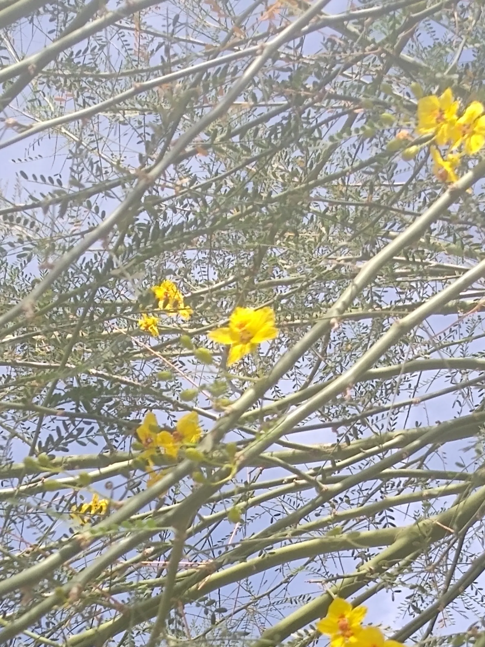 Mexican Palo Verde (Parkinsonia Aculeata) — airy foliage.<br><br>Reaching heights of 15 to 30 feet with a spread of up to 25 feet; the Mexican Palo Verde