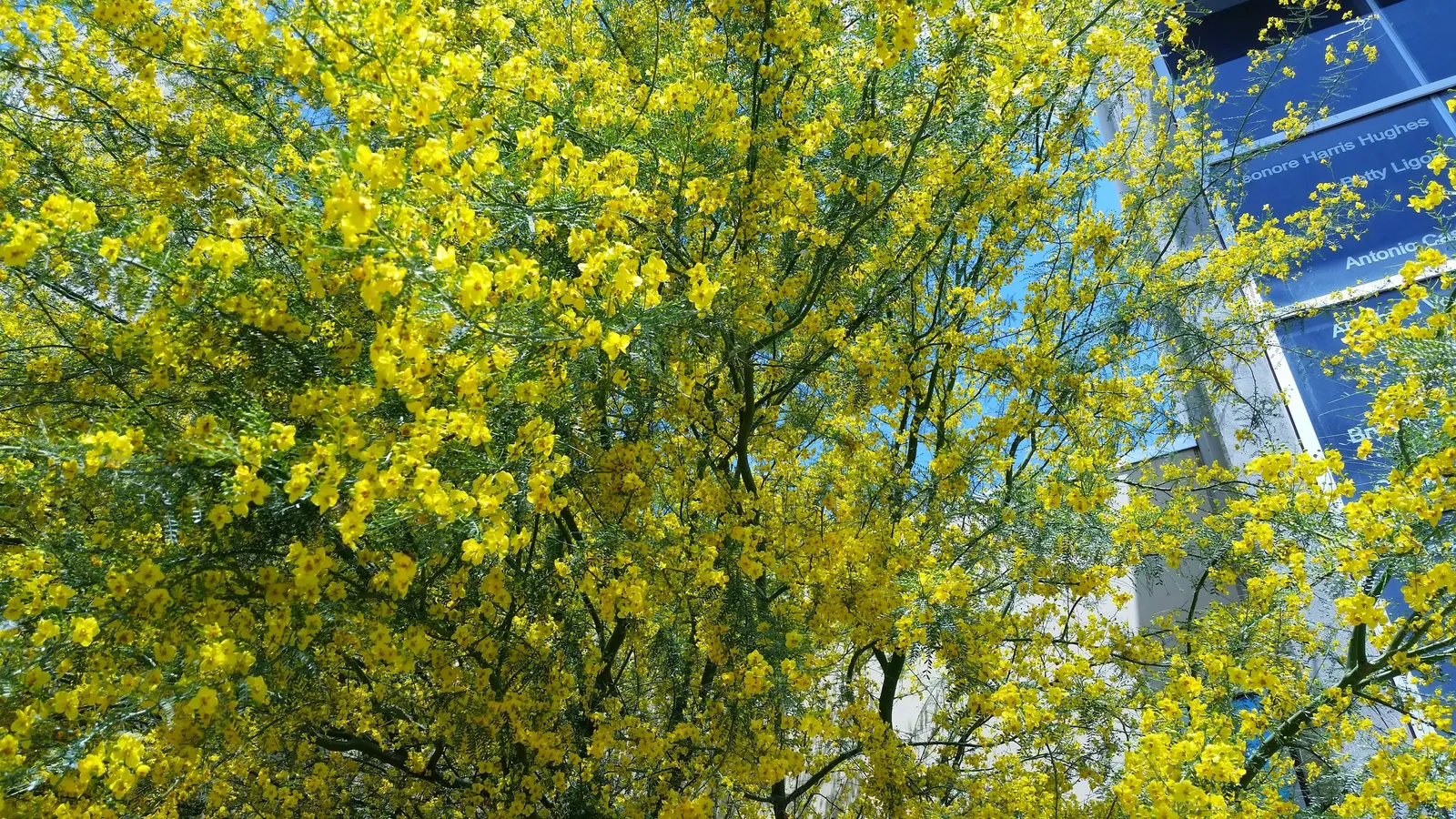 Mexican Palo Verde (Parkinsonia Aculeata) — seed-filled pods.<br><br>Thriving in USDA hardiness zones 8 to 11; and is renowned for its unique green bark and