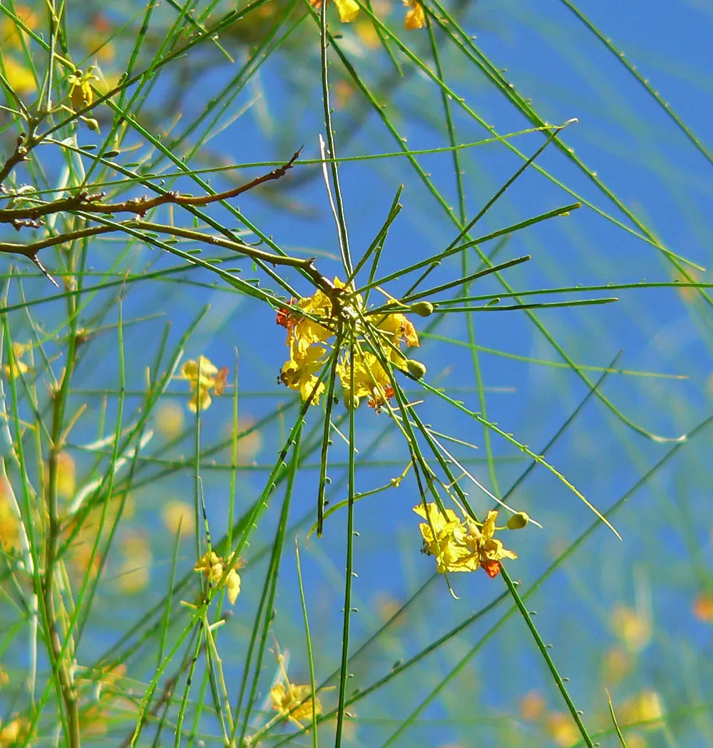 Mexican Palo Verde (Parkinsonia Aculeata) — a visually striking and drought-tolerant specimen
