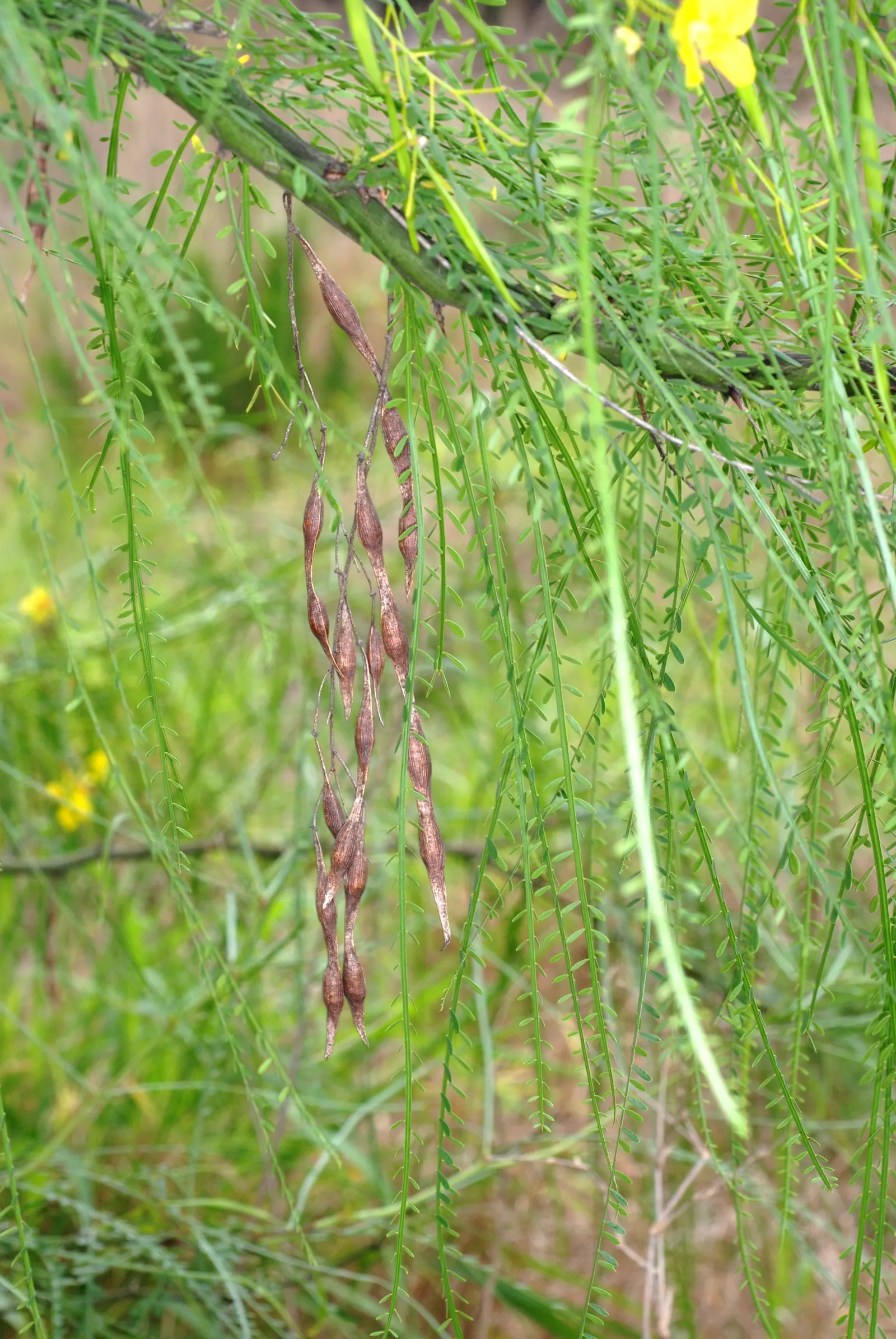Mexican Palo Verde (Parkinsonia Aculeata) — seed-filled pods.<br><br>Thriving in USDA hardiness zones 8 to 11