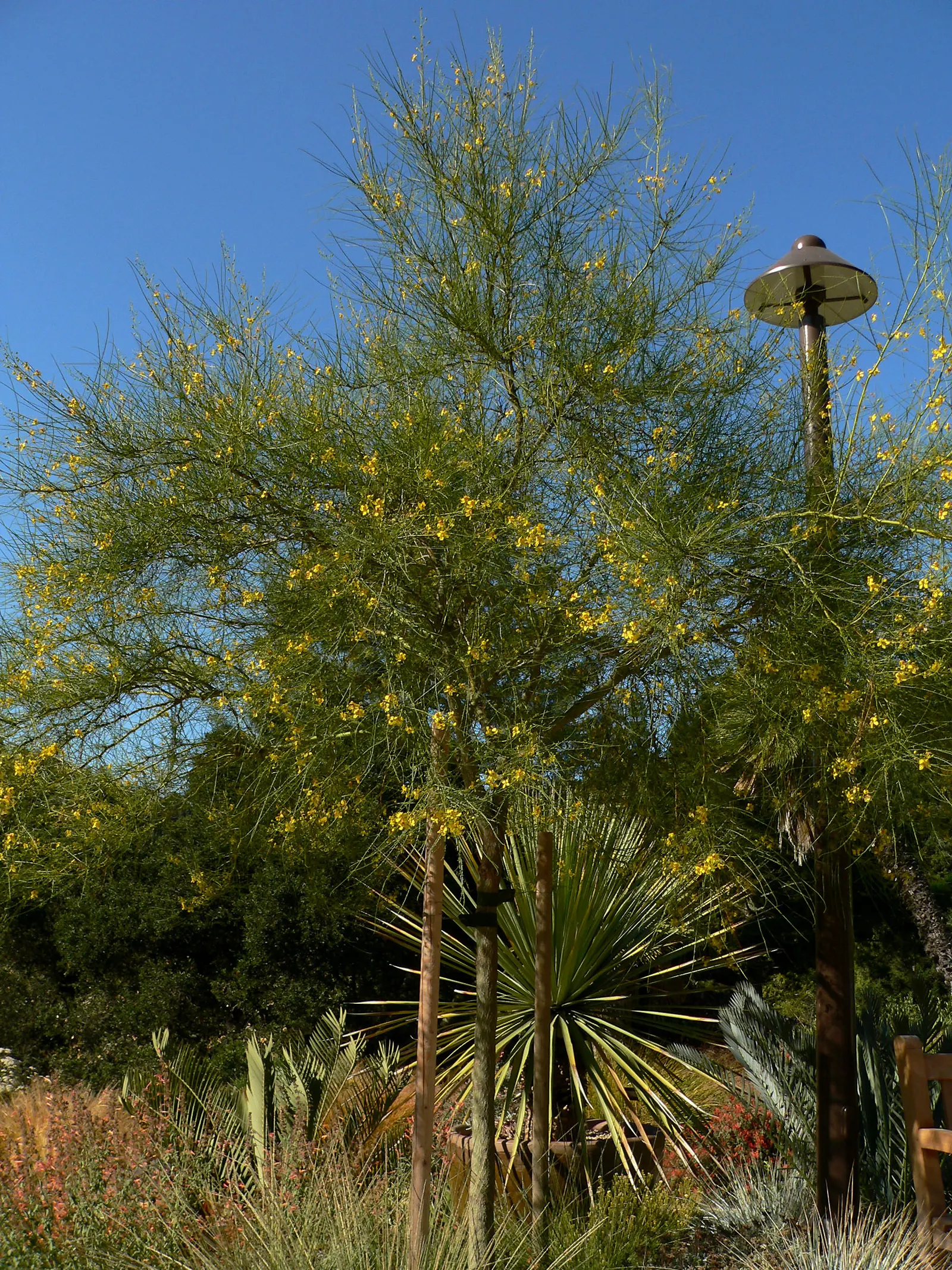 Mexican Palo Verde (Parkinsonia Aculeata) — Its adaptive nature allows it to flourish in urban settings; it's a low-maintenance choice with a, image 71