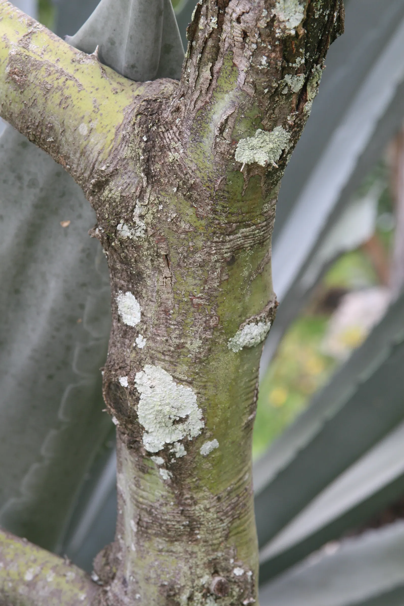 Mexican Palo Verde (Parkinsonia Aculeata) — and is renowned for its unique green bark and fine; airy foliage.<br><br>Reaching heights of 15 to 30, image 84