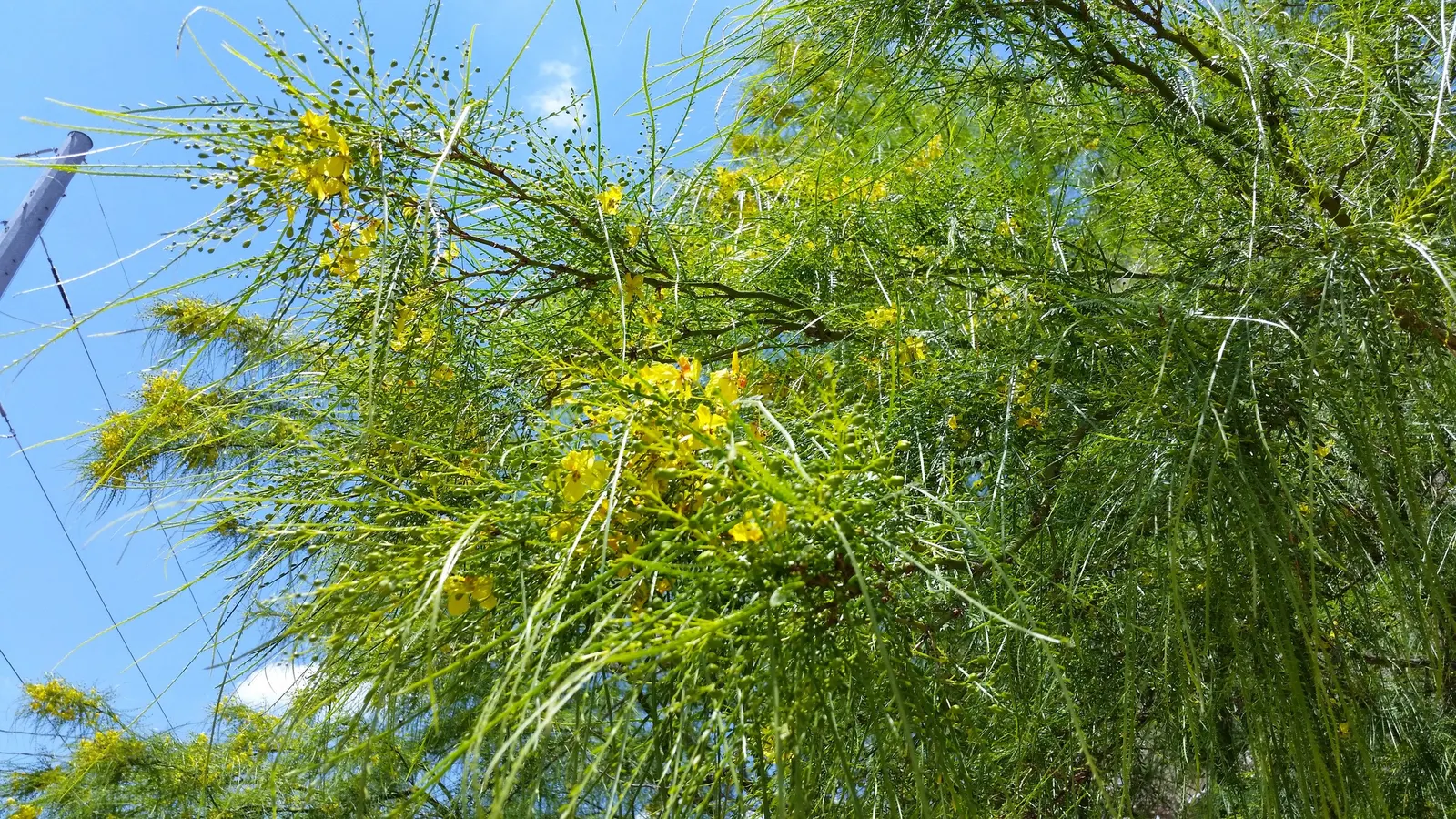 Mexican Palo Verde (Parkinsonia Aculeata) — yellow flowers in the garden; this deciduous tree originates from the deserts of the southwestern, image 73