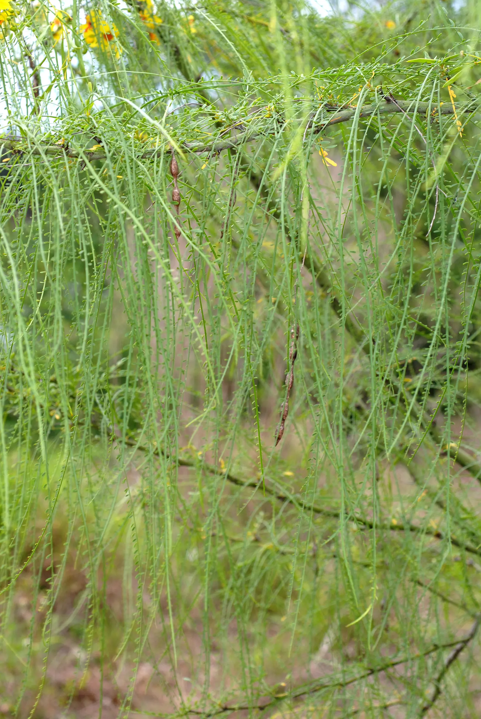 Mexican Palo Verde (Parkinsonia Aculeata) — it provides a distinctive silhouette