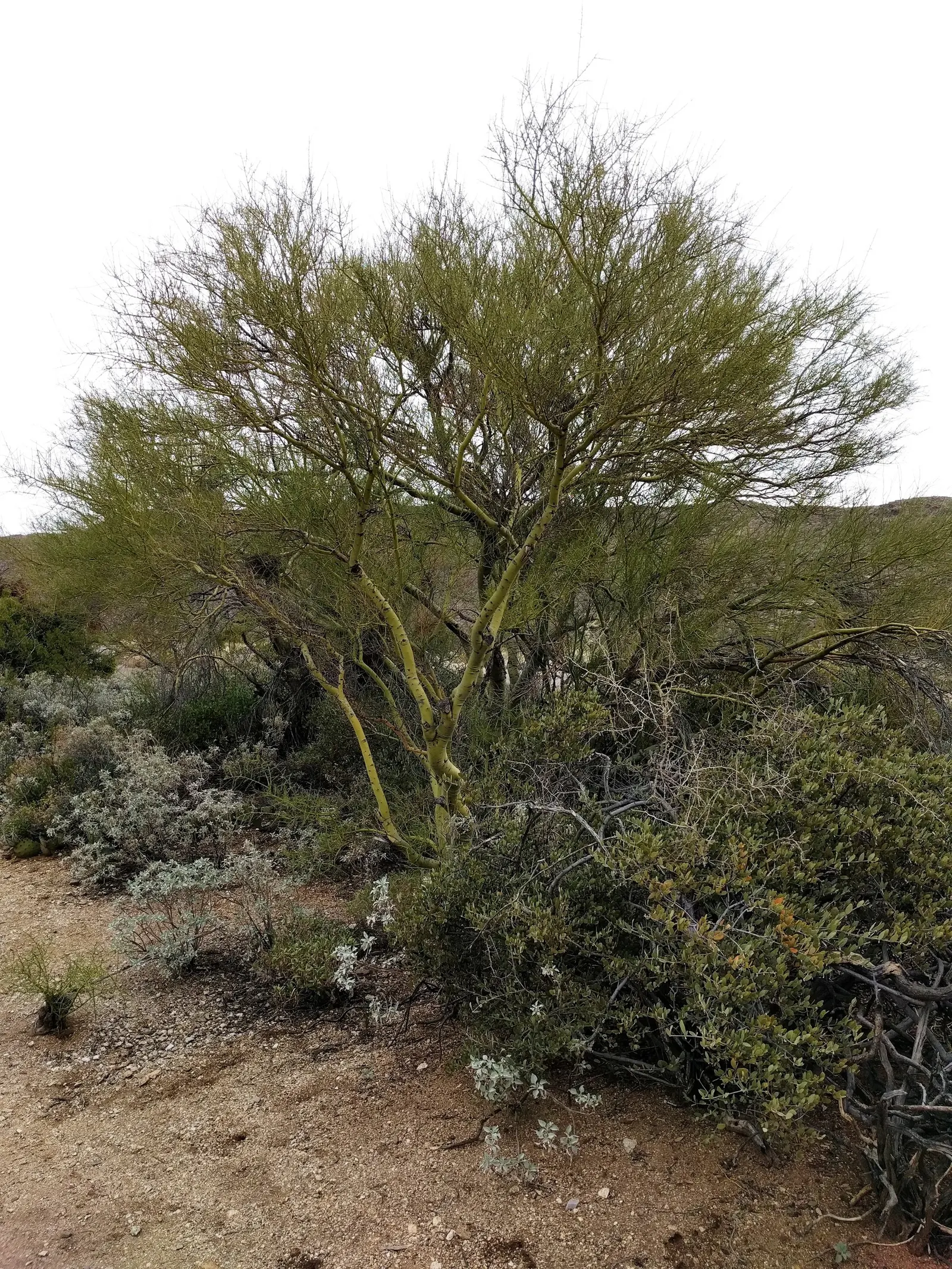 Mexican Palo Verde (Parkinsonia Aculeata) — Tiny leaflets allow dappled sunlight to filter through, casting a soft light suitable for understory, image 38