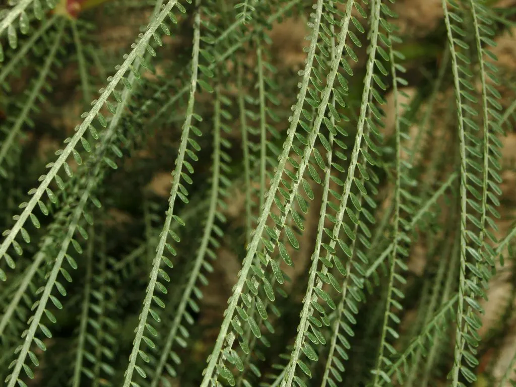 Mexican Palo Verde (Parkinsonia Aculeata) — is a notable choice for any water-wise garden seeking an infusion of delicate beauty and resilience