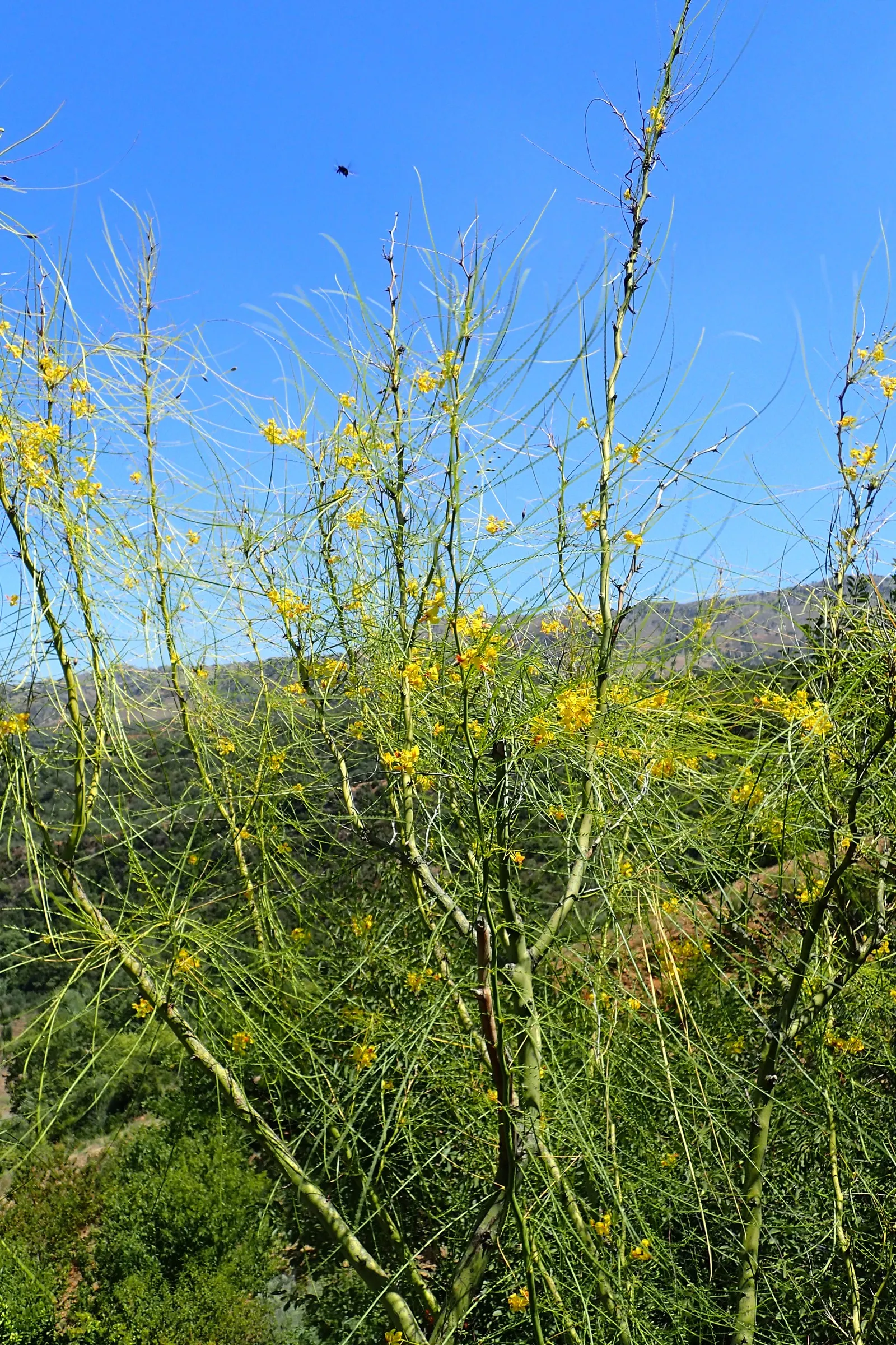 Mexican Palo Verde (Parkinsonia Aculeata) — aculeata produces bright yellow flowers which attract pollinators before giving way to long; typically, image 65