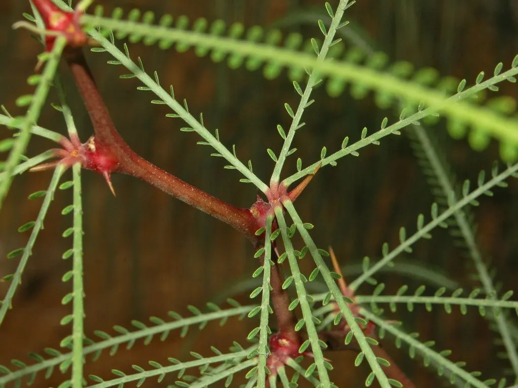 Mexican Palo Verde (Parkinsonia Aculeata) — aculeata produces bright yellow flowers which attract pollinators before giving way to long; typically maturing to