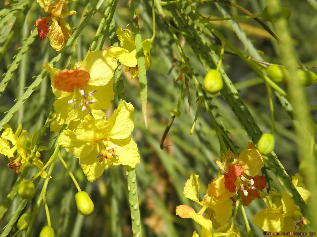 Mexican Palo Verde (Parkinsonia Aculeata) — airy foliage.<br><br>Reaching heights of 15 to 30 feet with a spread of up to 25 feet; the Mexican Palo, image 85
