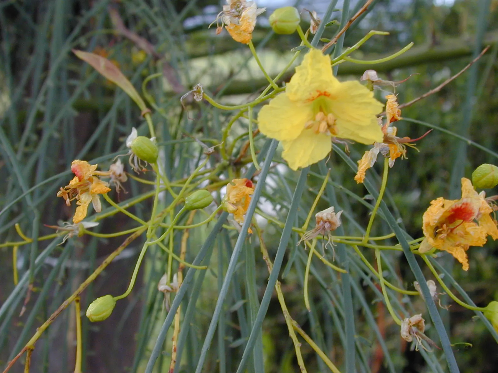 Mexican Palo Verde (Parkinsonia Aculeata) — tree with yellow blooms; aculeata produces bright yellow flowers which attract pollinators before giving way to long