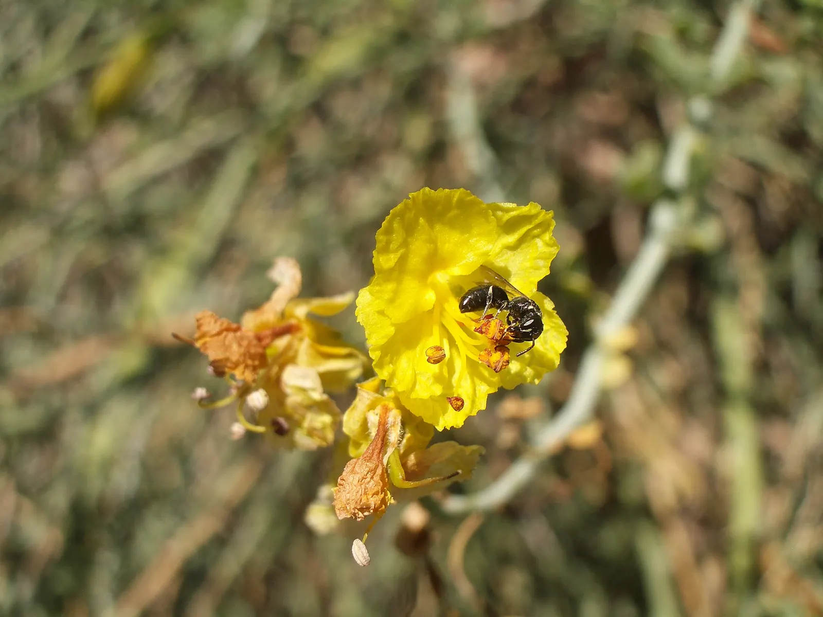 Mexican Palo Verde (Parkinsonia Aculeata) — and is renowned for its unique green bark and fine; airy foliage.<br><br>Reaching heights of 15 to 30, image 59