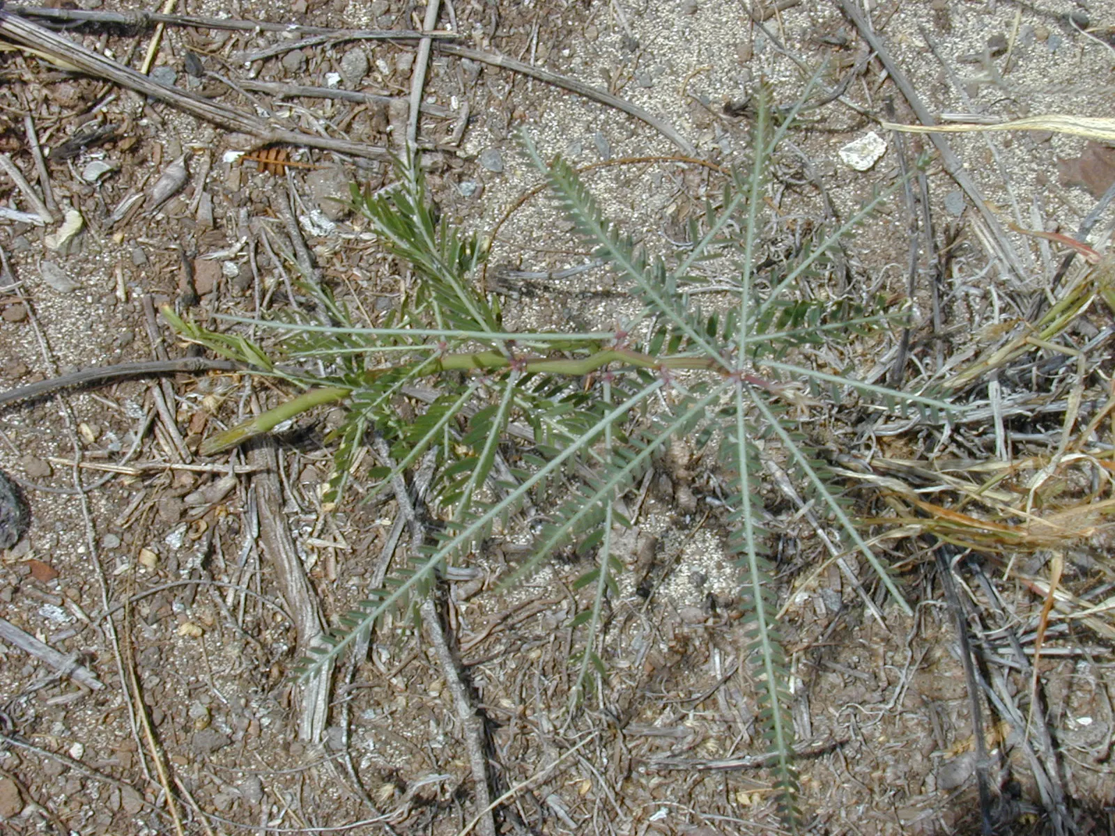 Mexican Palo Verde (Parkinsonia Aculeata) — airy foliage.<br><br>Reaching heights of 15 to 30 feet with a spread of up to 25 feet