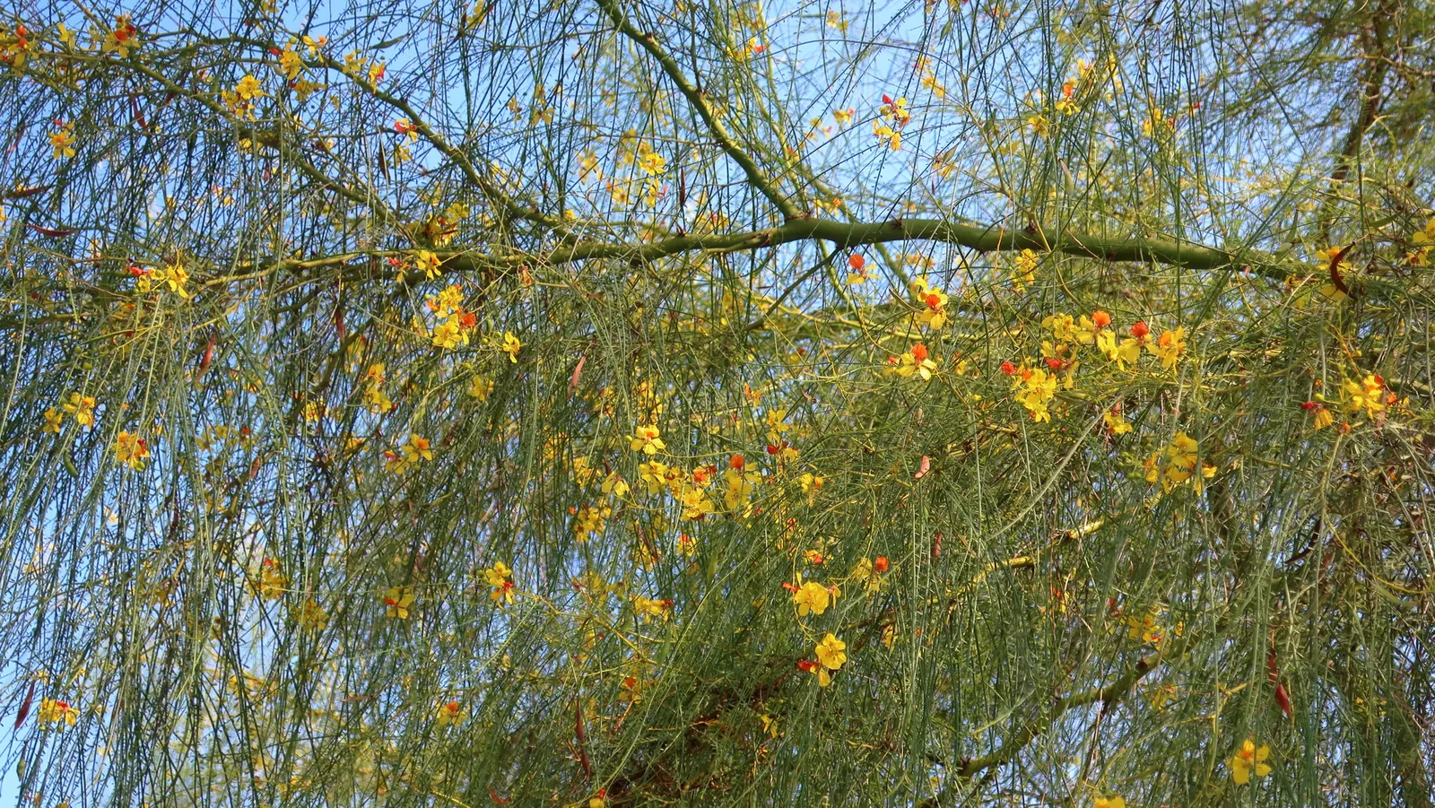 Mexican Palo Verde (Parkinsonia Aculeata) — the Mexican Palo Verde prefers full sun exposures and requires well-drained soils to prevent root rot