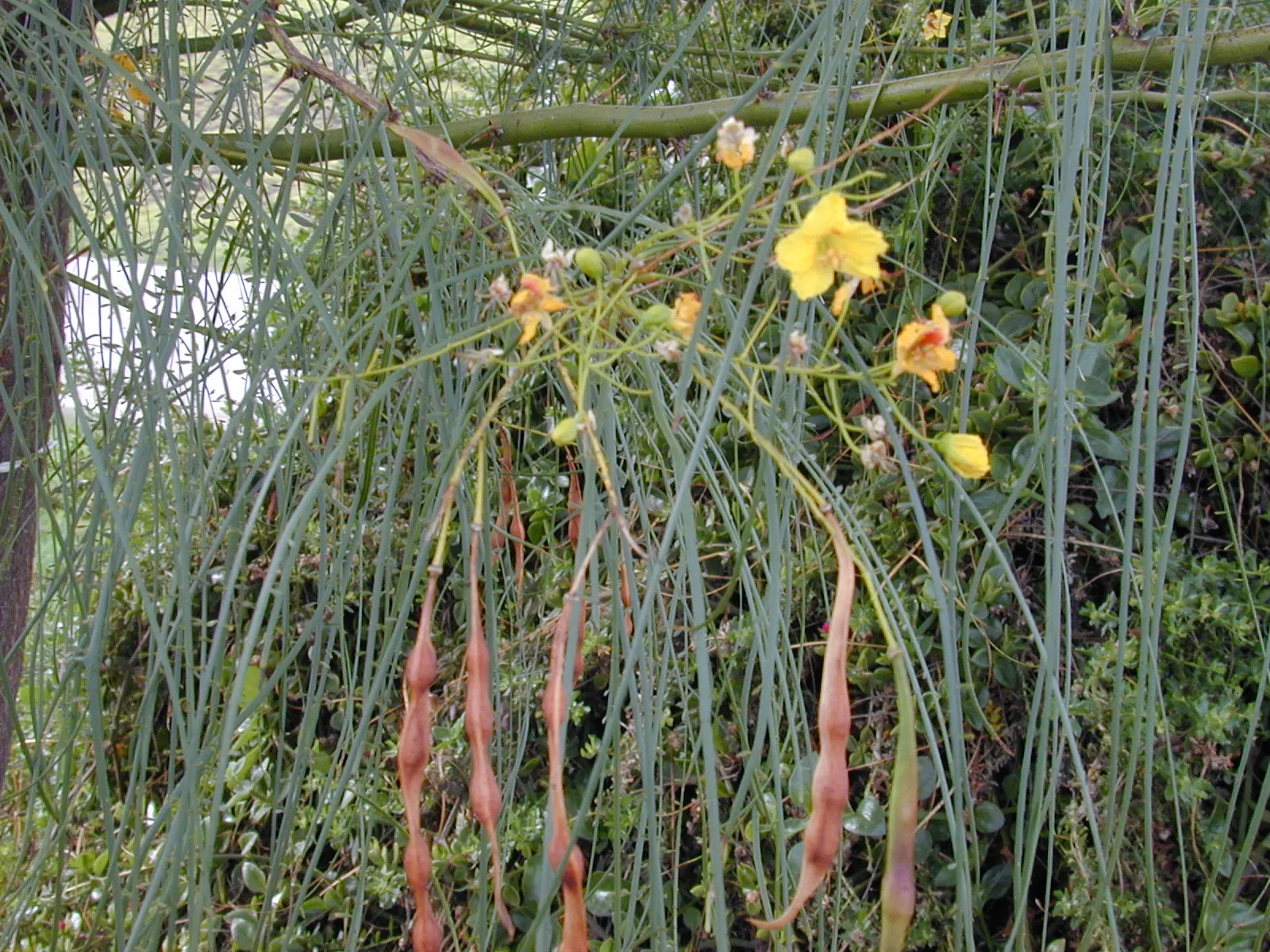 Mexican Palo Verde (Parkinsonia Aculeata) — Mexican Palo Verde (Parkinsonia aculeata); is a notable choice for any water-wise garden seeking an, image 55