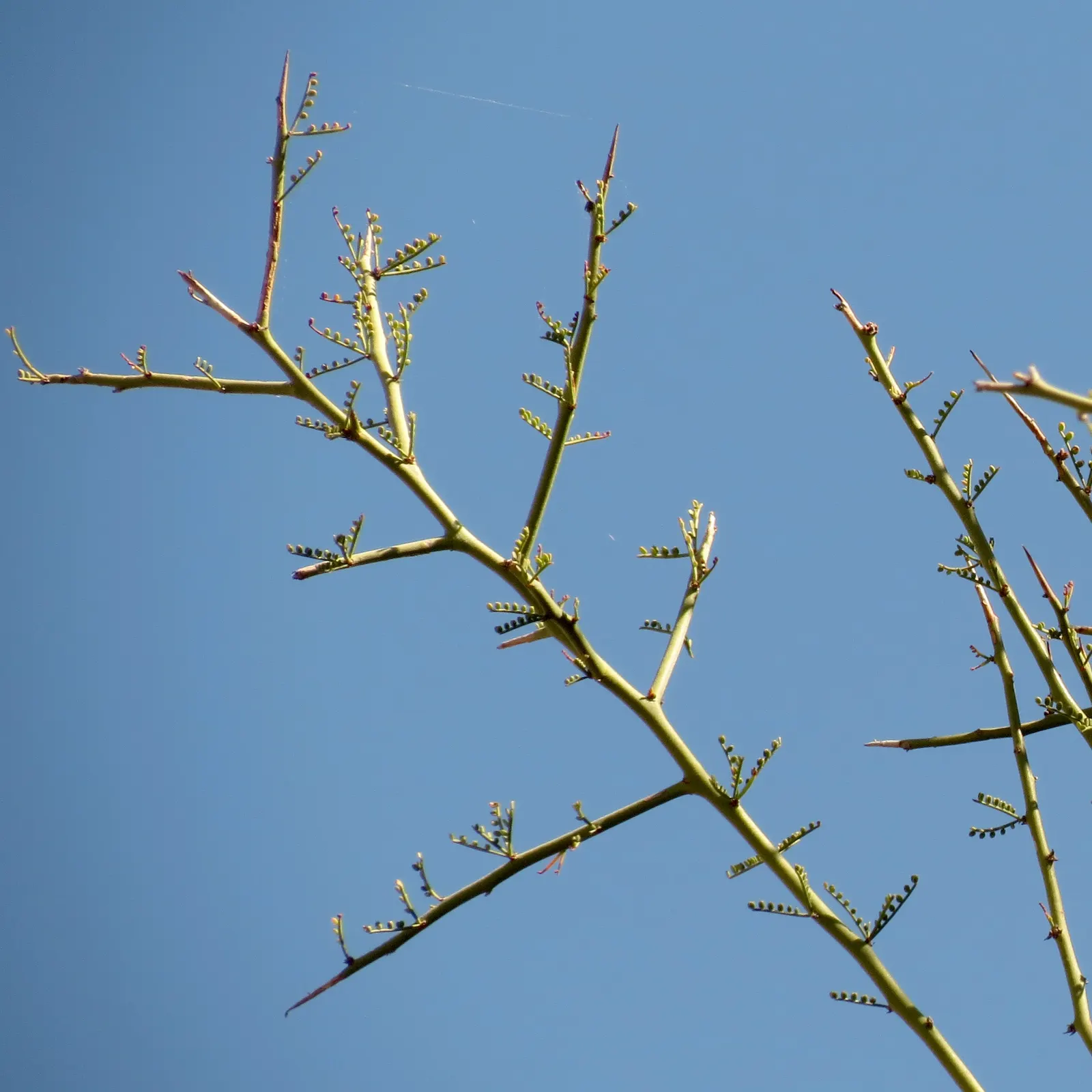Mexican Palo Verde (Parkinsonia Aculeata) — tree for full; provided there is sufficient space to accommodate its mature size, image 75