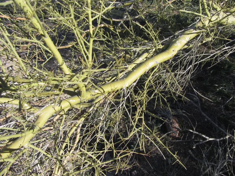 Mexican Palo Verde (Parkinsonia Aculeata) — Once established, the tree exhibits impressive drought tolerance