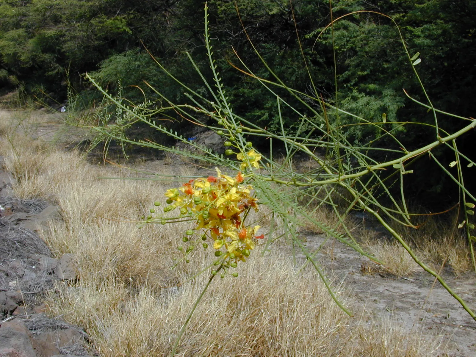 Mexican Palo Verde (Parkinsonia Aculeata) — Typically maturing to 20-30 feet high and wide, its spiny branches bear small, bright yellow flowers, image 52