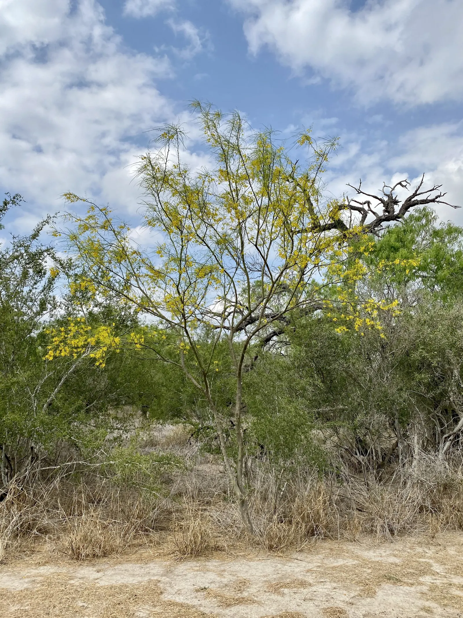 Mexican Palo Verde (Parkinsonia Aculeata) — Once established, the tree exhibits impressive drought tolerance; yellow flowers in the garden, image 93