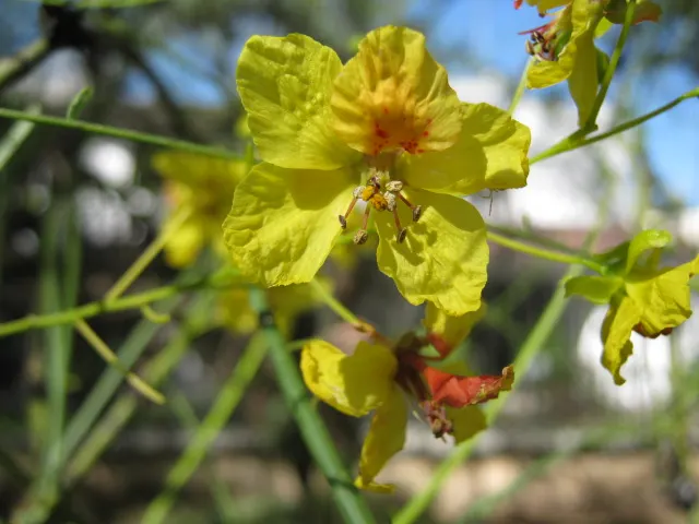 Mexican Palo Verde (Parkinsonia Aculeata) — Tiny leaflets allow dappled sunlight to filter through, casting a soft light suitable for understory, image 88
