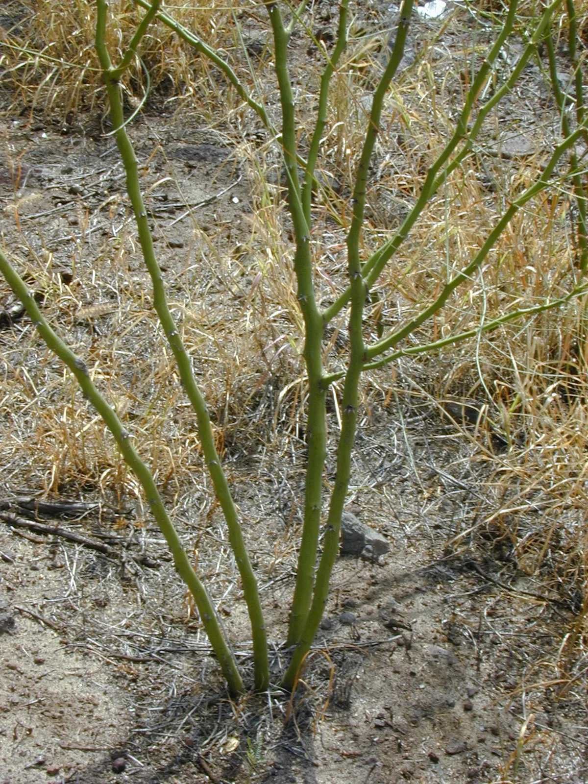 Mexican Palo Verde (Parkinsonia Aculeata) — Its minimal leaf litter and drought tolerance make it ideal for xeriscaping and low-maintenance, image 54