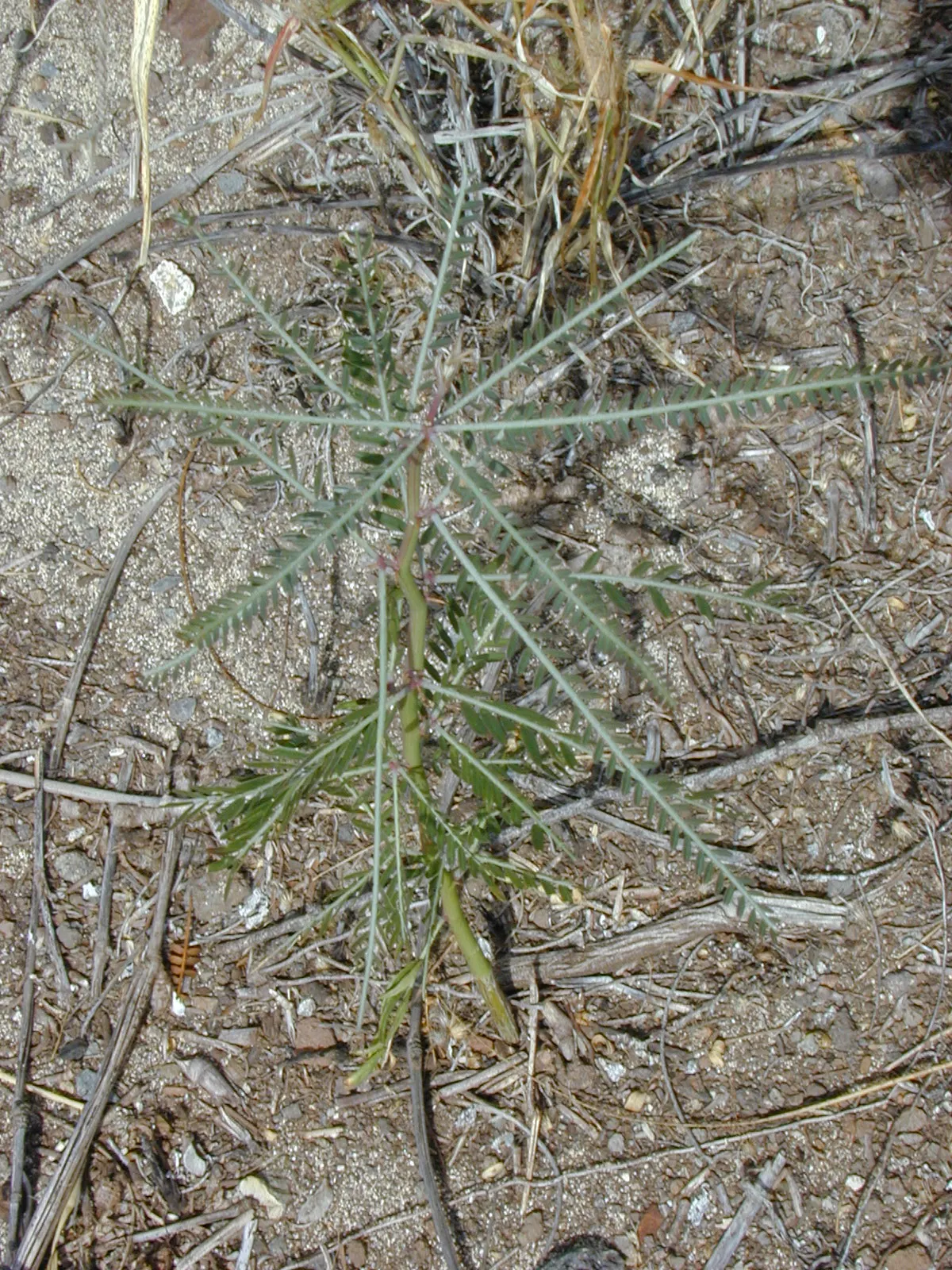 Mexican Palo Verde (Parkinsonia Aculeata) — tree for full; provided there is sufficient space to accommodate its mature size