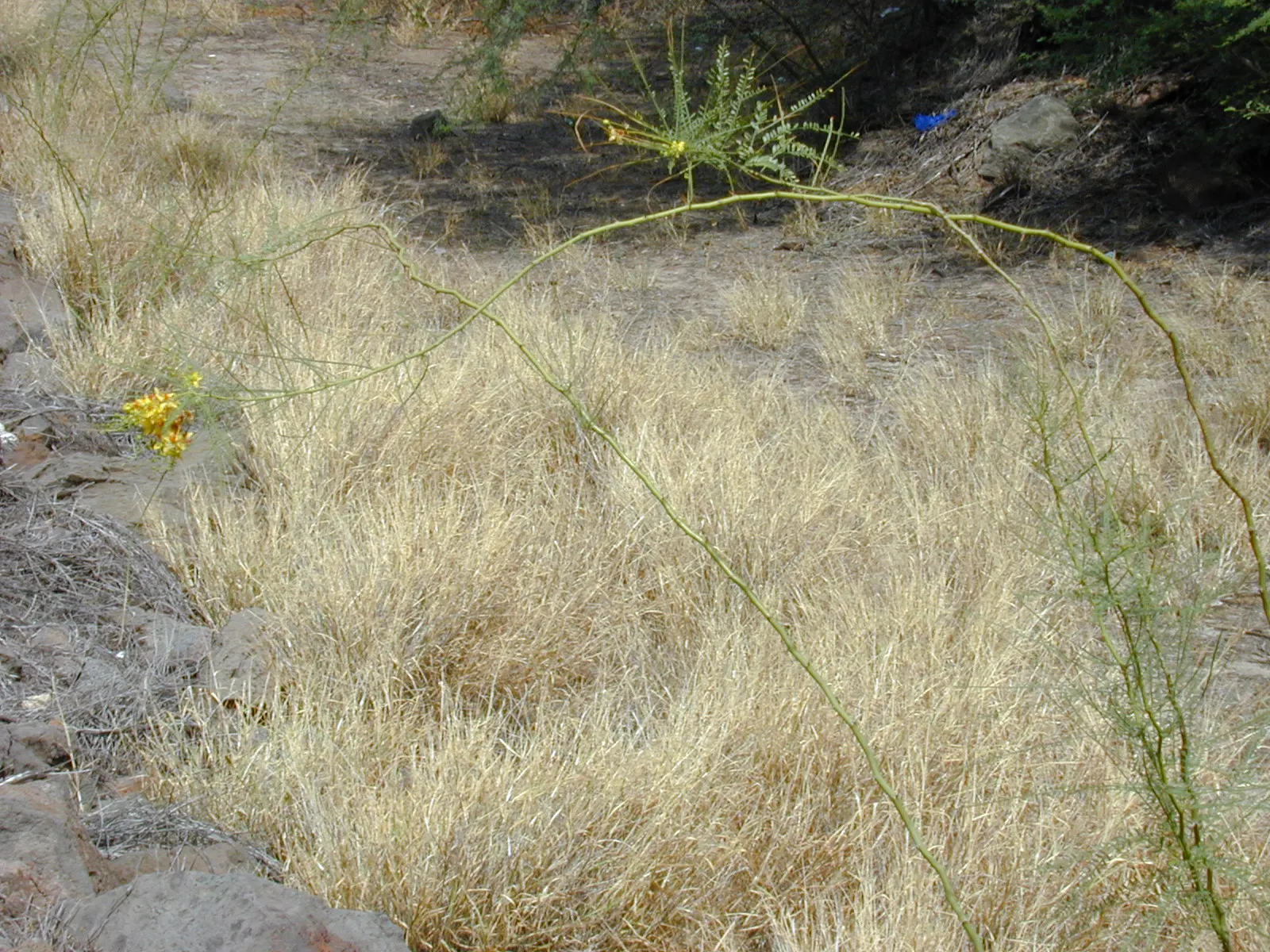 Mexican Palo Verde (Parkinsonia Aculeata) — provided there is sufficient space to accommodate its mature size; is a deciduous tree known for its airy canopy