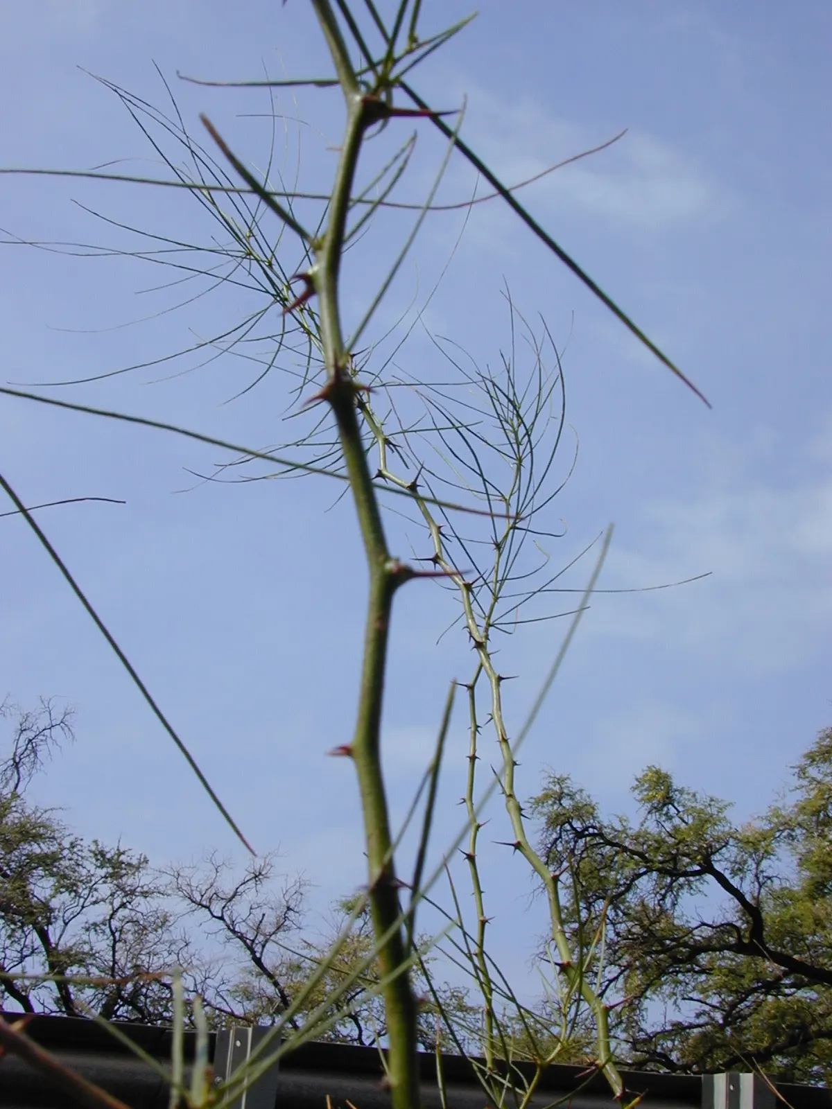 Mexican Palo Verde (Parkinsonia Aculeata) — is a deciduous tree known for its airy canopy and vibrant green bark
