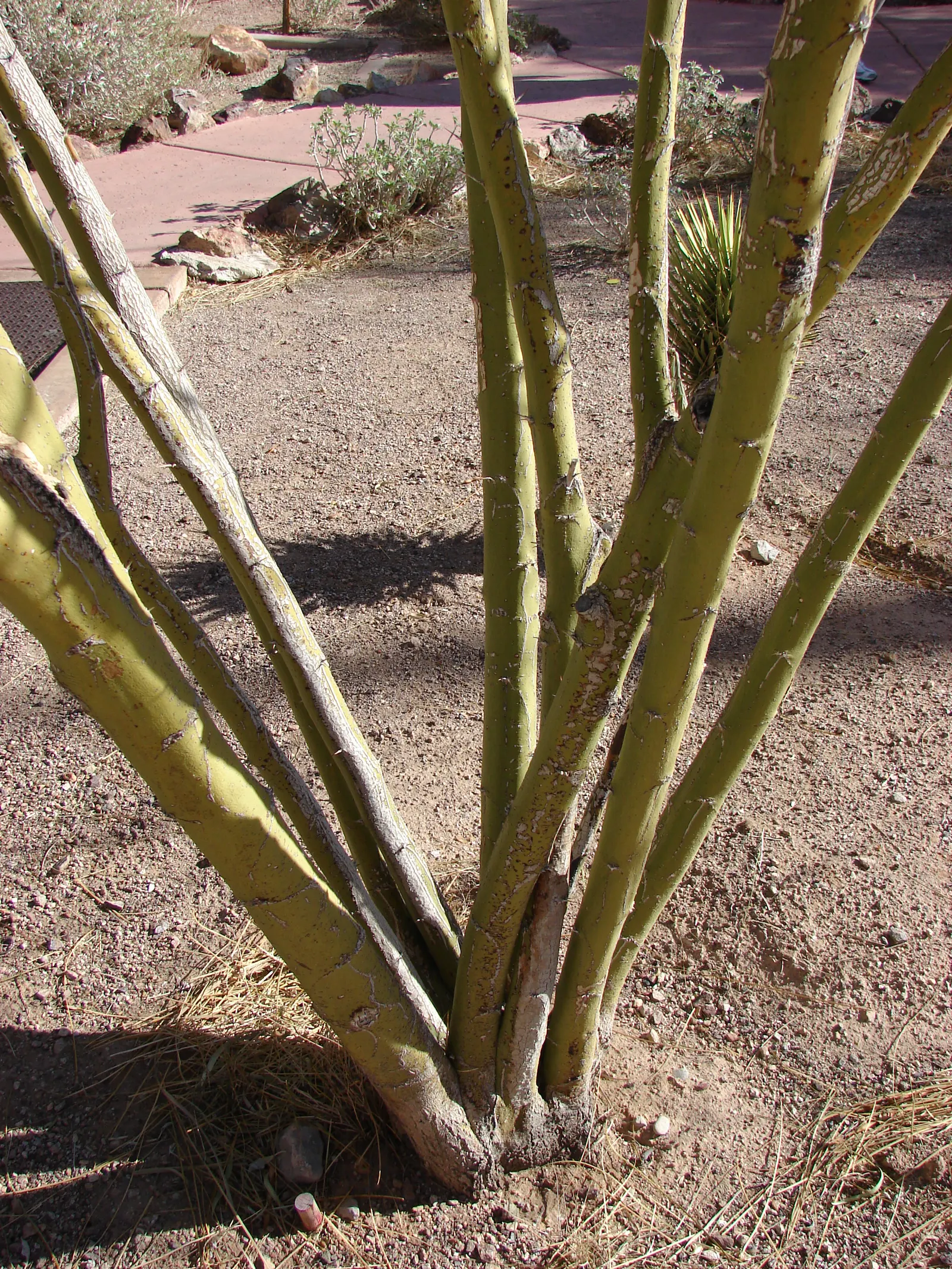 Mexican Palo Verde (Parkinsonia Aculeata) — tree for full