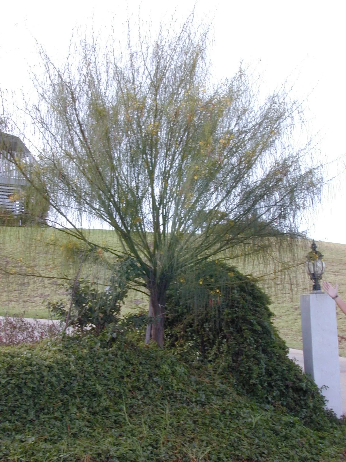 Mexican Palo Verde (Parkinsonia Aculeata) — tree with yellow blooms; aculeata produces bright yellow flowers which attract pollinators before, image 74