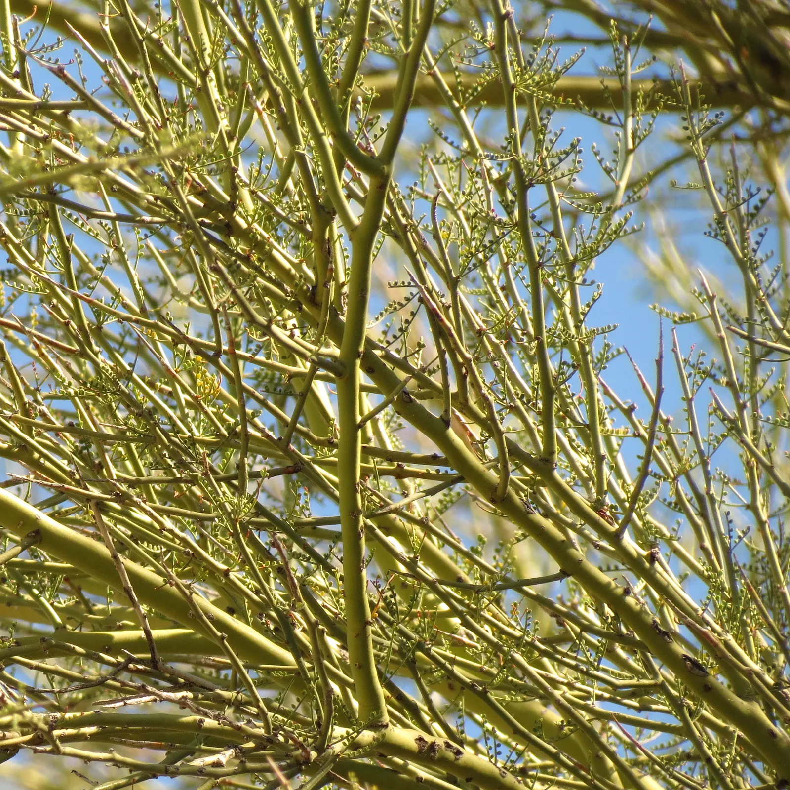 Mexican Palo Verde (Parkinsonia Aculeata) — Mexican Palo Verde (Parkinsonia aculeata); is a notable choice for any water-wise garden seeking an, image 80