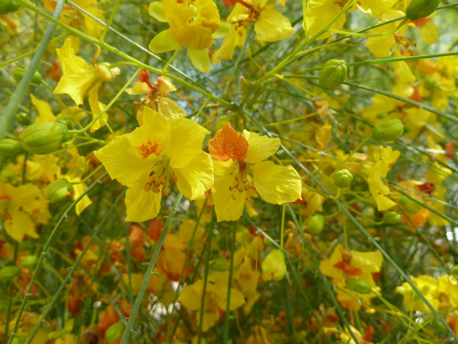 Mexican Palo Verde (Parkinsonia Aculeata) — Tiny leaflets allow dappled sunlight to filter through, casting a soft light suitable for understory, image 63