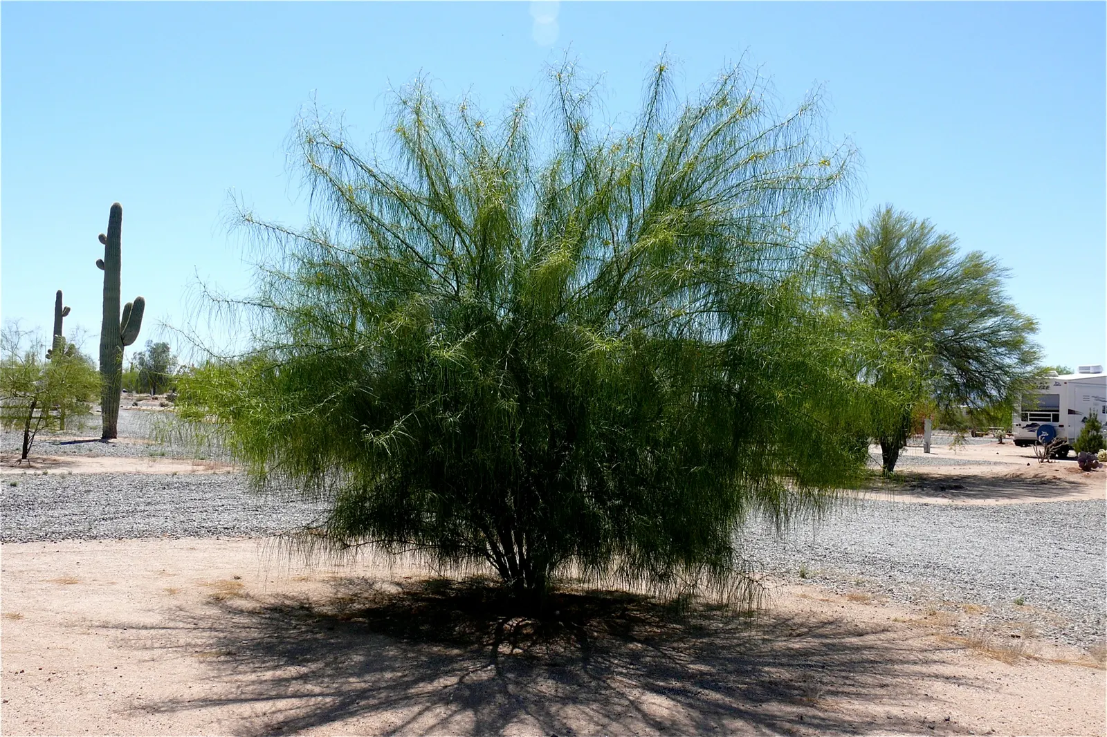 Mexican Palo Verde (Parkinsonia Aculeata) — It's a low-maintenance choice with a moderate growth rate and needs little supplemental water or, image 94