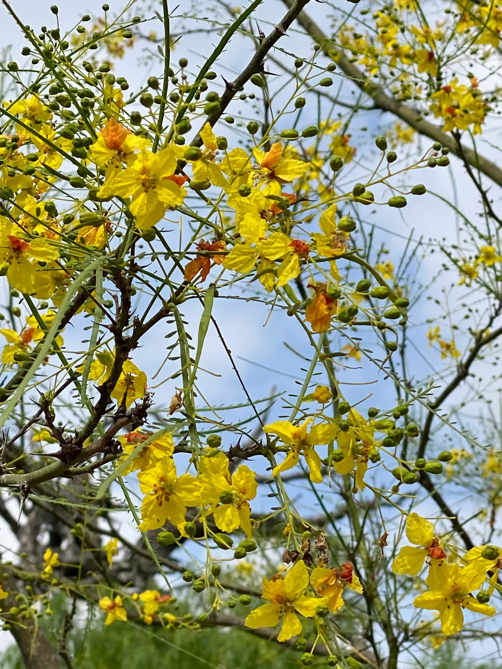 Mexican Palo Verde (Parkinsonia Aculeata) — Its adaptive nature allows it to flourish in urban settings; it's a low-maintenance choice with a moderate growth