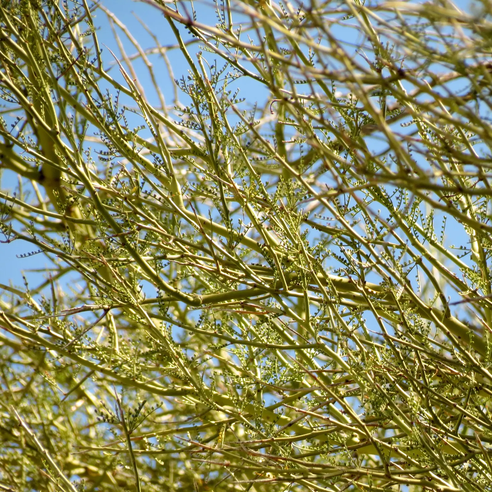 Mexican Palo Verde (Parkinsonia Aculeata) — Quick-growing, it thrives in zones 9 to 11, preferring full sun and well-draining soil; once, image 78