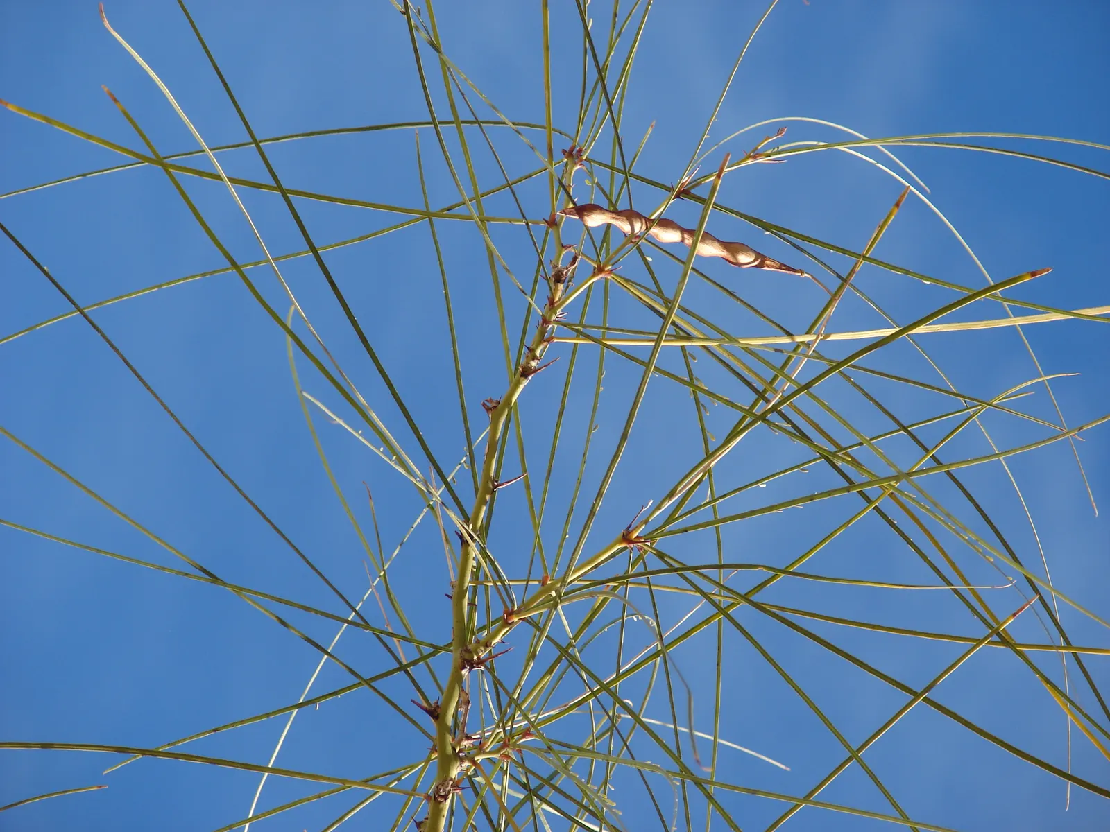 Mexican Palo Verde (Parkinsonia Aculeata) — Throughout summer months, P; it provides a distinctive silhouette, image 89